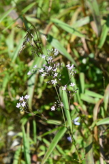 Gypsophila pacifica