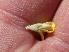 Aspalathus marginata