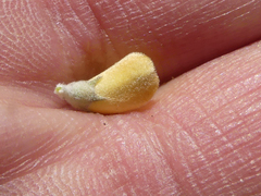 Aspalathus marginata