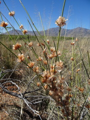 Ephedra