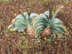 Boophone haemanthoides