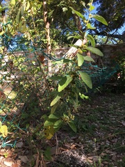 Malvaceae