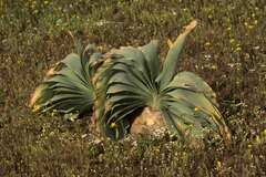 Boophone haemanthoides