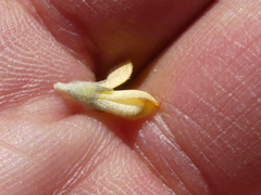 Aspalathus marginata