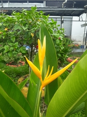 Heliconia latispatha
