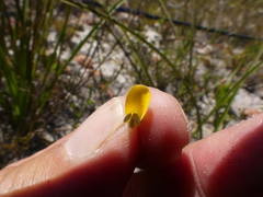 Aspalathus marginata