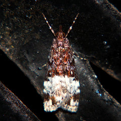 Scoparia minusculalis