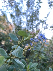 Periploca ceanothiella