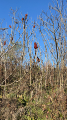 Rhus typhina