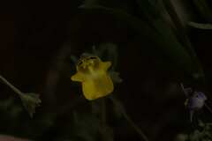 Hemimeris centrodes