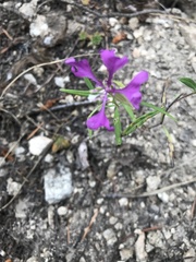Clarkia pulchella