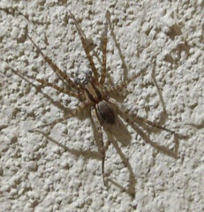 Agelenidae