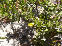 Aspalathus marginata