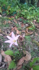 Zephyranthes robusta