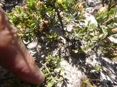 Aspalathus marginata