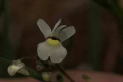 Nemesia leipoldtii
