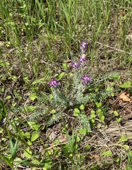 Oxytropis splendens