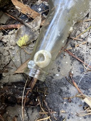 Balanomorpha
