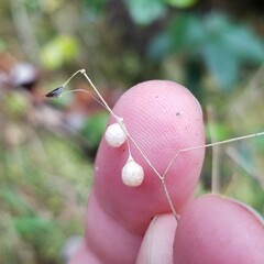 Theridiosoma