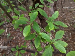 Coprosma foetidissima