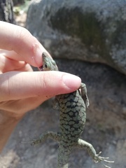 Archaeolacerta bedriagae