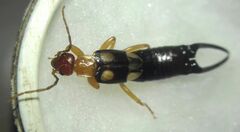 Forficula smyrnensis