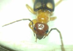 Forficula smyrnensis