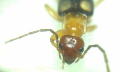 Forficula smyrnensis