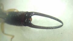 Forficula smyrnensis