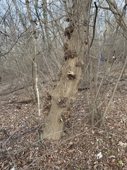Acer negundo