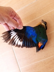 Pitta moluccensis