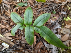 Blechnum procerum