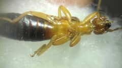 Forficula smyrnensis