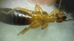 Forficula smyrnensis