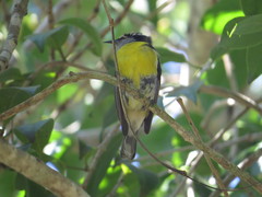 Coereba flaveola