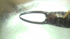 Forficula smyrnensis