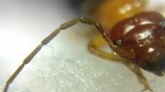 Forficula smyrnensis