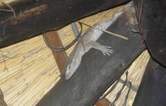 Varanus albigularis albigularis