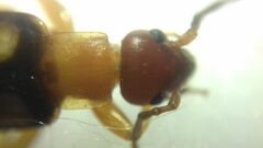 Forficula smyrnensis