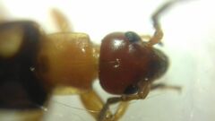 Forficula smyrnensis