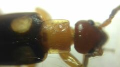 Forficula smyrnensis