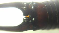 Forficula smyrnensis