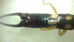 Forficula smyrnensis