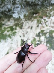 Lucanus tetraodon