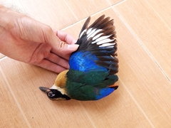 Pitta moluccensis