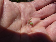 Aspalathus marginata