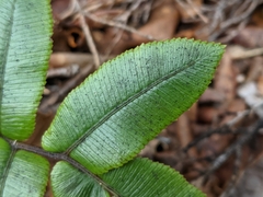 Blechnum procerum