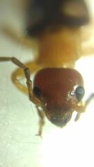 Forficula smyrnensis