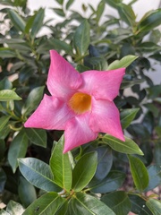 Mandevilla sanderi