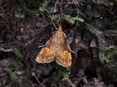 Glaucocharis leucoxantha